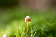 Mushroom In Nature Grass Forest In The Sun Sunrise