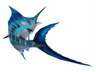 Poster - Marlin Fish Tail - The Blue Marlin is a favorite fish of sport fishermen and one of the predators of the Atlantic and Pacific oceans.