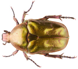 Wall Mural - Scarab beetle Protaetia metallica isolated on white background, close up of Scarabaeidae beetle.