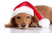 Dachshund Puppy Wearing A Christmas Santa Hat. 