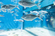Fishes in aquarium environment