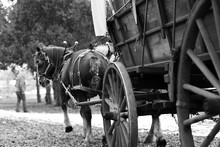 Horses Pulling Carriage