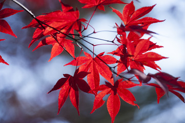 red leaves of maple