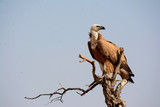 Fototapeta Pokój dzieciecy - The griffon vulture (Gyps fulvus) 