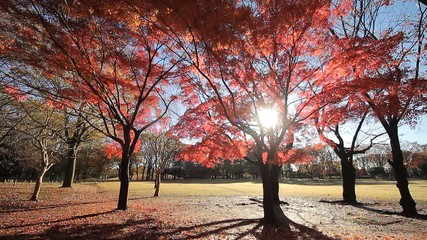 Wall Mural - Fallen Leaves / Autumn Colors / Wind / Sunlight - Fix