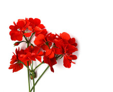 Geranium Red Flower Bright Color On White Background