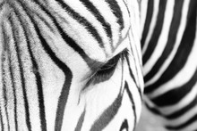 Detail Of Zebra Head