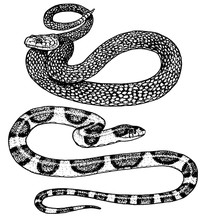 Viper Snake. Serpent Cobra And Python, Anaconda Or Viper, Royal. Engraved Hand Drawn In Old Sketch, Vintage Style For Sticker And Tattoo. Ophidian And Asp.