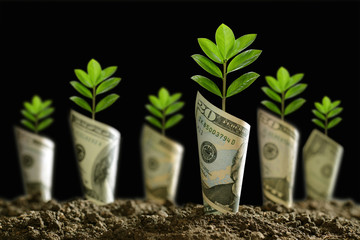 Image of bank notes rolled around plants on soil for business, saving, growth, economic concept on black background