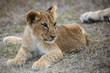 African lion cub lying down