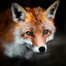 Portrait Of A Red Fox Male, Vulpes Vulpes.