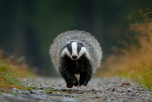 European Badger Free Stock Photo - Public Domain Pictures