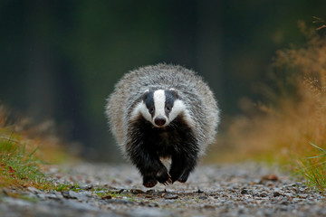 Flying mammal. Badger in forest, animal nature habitat, Germany, Europe. Wildlife scene. Wild Badger, Meles meles, wood road. European badger, autumn pine green forest. Mammal environment, rainy day.