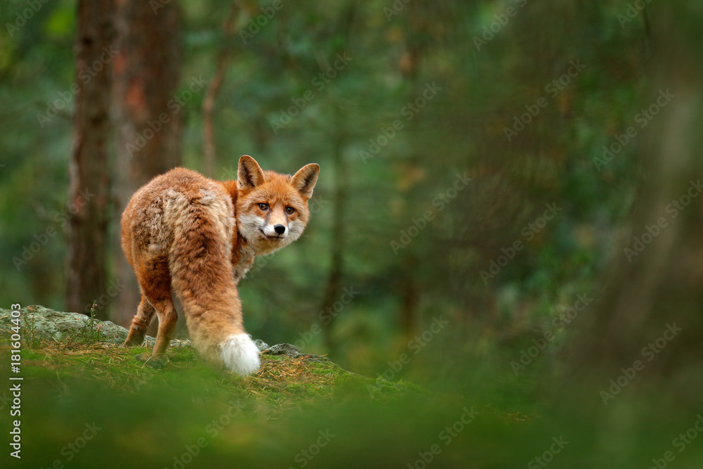 Fox in green forest. Cute Red Fox, Vulpes vulpes, at forest with flowers, moss stone. Wildlife scene from nature. Animal in nature habitat. Fox hidden in green vegetation. Animal, green environment. - obrazy, fototapety, plakaty 