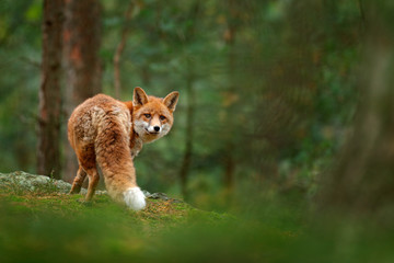 fox in green forest. cute red fox, vulpes vulpes, at forest with flowers, moss stone. wildlife scene