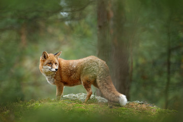 Wall Mural - fox in green forest. cute red fox, vulpes vulpes, at forest with flowers, moss stone. wildlife scene