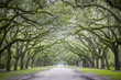 Quiet southern country road lined with oak trees with overhanging branches dripping with Spanish moss