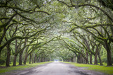 Fototapeta  - Quiet southern country road lined with oak trees with overhanging branches dripping with Spanish moss