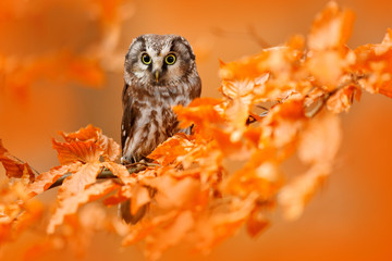 owl hidden in the orange leaves. bird with big yellow eyes. autumn bird. boreal owl in the orange le