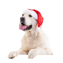 Portrait Of A Golden Retriever In A Christmas Hat