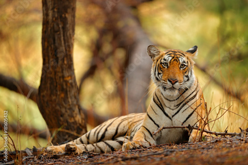 Dekoracja na wymiar  indyjska-samica-tygrysa-z-pierwszym-deszczem