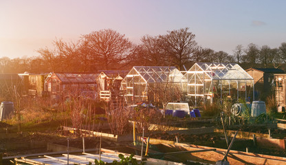 Wall Mural - a winters sunset over an allotment with empty raised beds with greenhouses, glasshouses in the backg