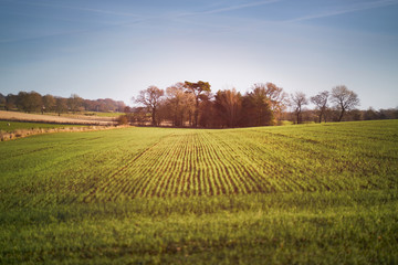 Wall Mural - sunset over forest and farmland in the english countryside. shaftoe near newcastle upon tyne, uk.