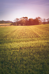 Wall Mural - sunset over forest and farmland in the english countryside. shaftoe near newcastle upon tyne, uk.