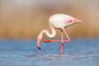Flamingo cleaning plumage. Wildlife animal scene from nature. Flamingo in nature habitat. Beautiful water bird. Pink big bird Greater Flamingo, Phoenicopterus ruber, in the water, Camargue, France.