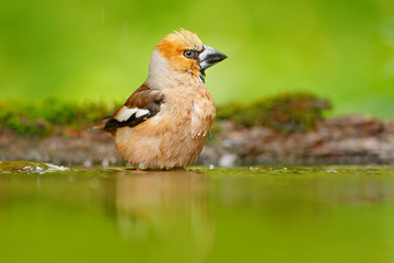 Sticker - Hawfinch, Coccothraustes coccothraustes, brown songbird sitting in the water, nice lichen tree branch, bird in the nature habitat, spring - nesting time, reflection, mirroring Germany. Song bird water