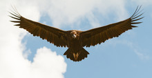 Big Vulture In Flight