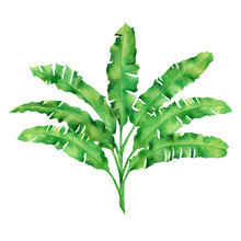 Watercolor Painting Green Leaves Isolated On White Background.Watercolor Hand Painted Illustration Palm,banana Leave Tropical Exotic Leaf For Wallpaper Vintage Hawaii Style Pattern.With Clipping Path