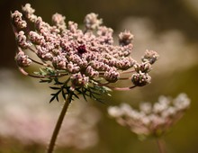 Isolated Flower Of Wild Carrot In Foreground