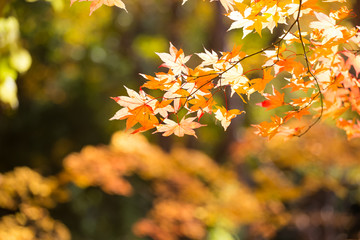 closeup orange leaves