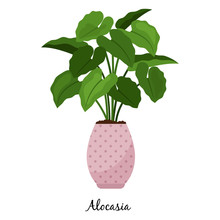 Alocasia Plant In Pot Icon