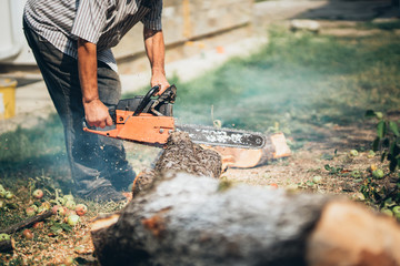 Wall Mural - Portrait of male worker, lumberjack cutting trees.