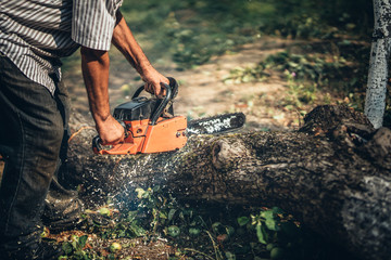 Male lumberjack cutting fire wood using professional chainsaw