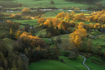 Wall Mural - morning light shining on autumnal coloured tree's with a curving path leading through the landscape.