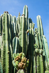 Cactus texture background, Close up