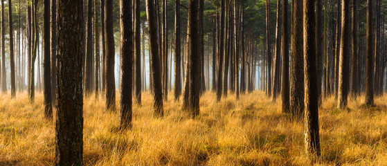 Wall Mural - rows of pine tree's in a forest on a misty autumn morning.