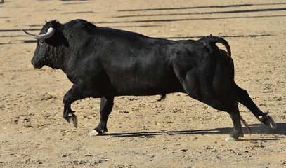 Wall Mural - spanish bull