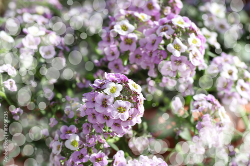 marco de unas flores pequeñas en el campo