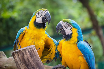 Blue & Gold Macaw concept love