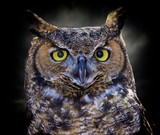 Fototapeta Zwierzęta - Portrait of a great horned owl