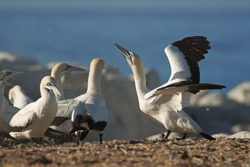 Cape Gannets, Morus capensis, Bird Island Nature Reserve, Lambert's Bay, South Africa, big flock of birds