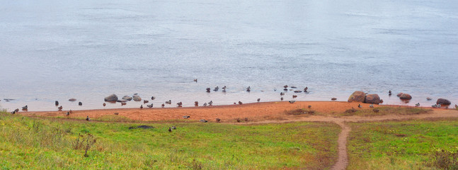 Wall Mural - Ducks on the water.