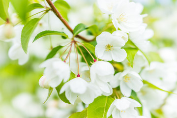 Wall Mural - Macro closeup of many white cherry blossoms with green leaves showing detail and texture