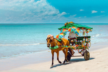 carriages for transporting tourists on the beautiful beach of carneiros in pernambuco