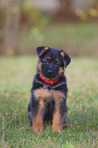 Cute Short Haired German Shepherd Puppy Wearing A Collar And