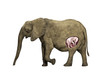 african elephant pregnant digital illustration